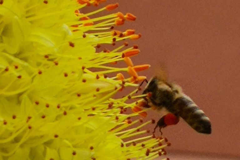 Lebendige Welt der Bienen