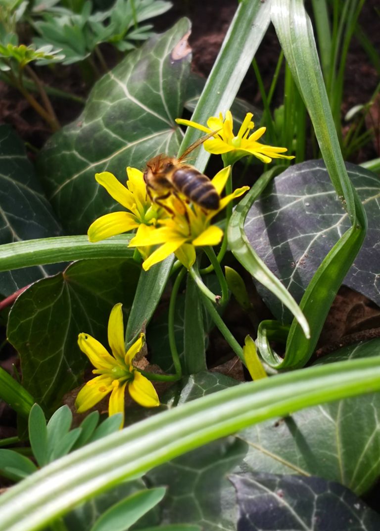 Wir lieben Bienen - Natur Honig aus Nürnberg